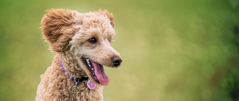 Poodle Breed Information