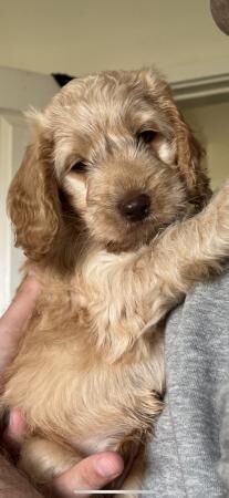 1 beautiful boy available now for sale in Godalming, Surrey