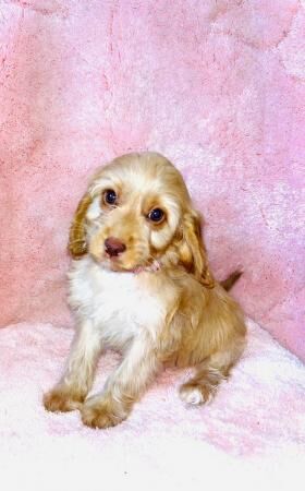 1 cockapoo girl READY NOW HEALTH CHECK VACCINATED CHIPPED for sale in Leatherhead, Surrey