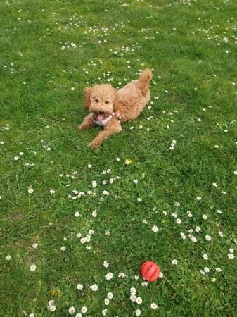 1 Female Cavapoo Puppy for sale in Rochester, Kent - Image 1