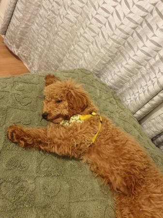 1 Female Cavapoo Puppy for sale in Rochester, Kent - Image 3