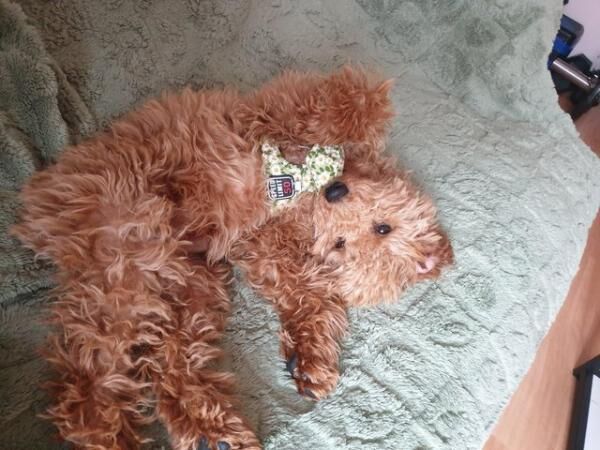 1 Female Cavapoo Puppy for sale in Rochester, Kent - Image 4