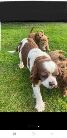 1 Female Cavapoo Puppy for sale in Rochester, Kent - Image 5