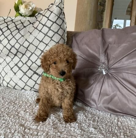 1 Stunning KC Registered, Miniature Poodle puppy. for sale in Taunton, Somerset - Image 1