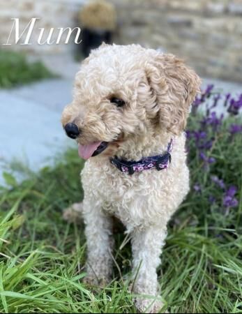 1 Stunning KC Registered, Miniature Poodle puppy. for sale in Taunton, Somerset - Image 3