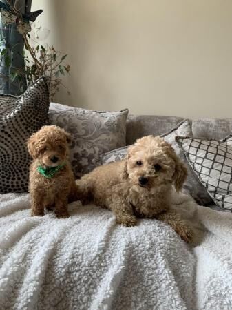 1 Stunning KC Registered, Miniature Poodle puppy. for sale in Taunton, Somerset - Image 4