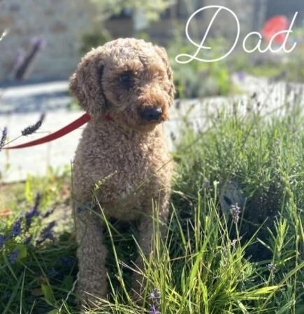 1 Stunning KC Registered, Miniature Poodle puppy. for sale in Taunton, Somerset - Image 5