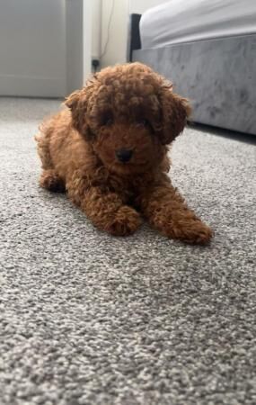 10 week toy poodle puppy for sale in Sheffield, South Yorkshire