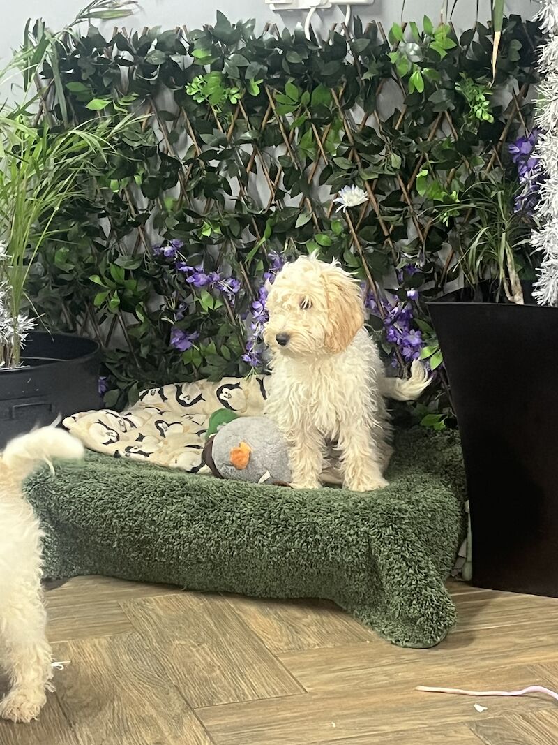 2 gorgeous F1 Cockapoo boy available for sale in Upwell, Norfolk - Image 2