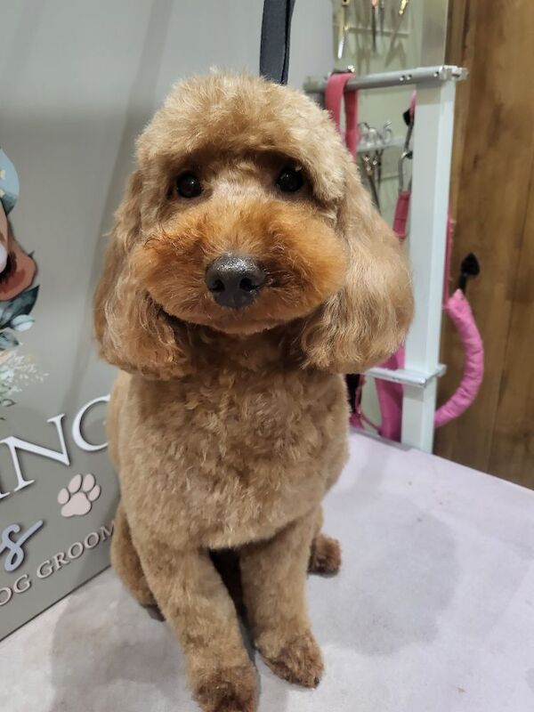 Poodle girl for sale in Northamptonshire