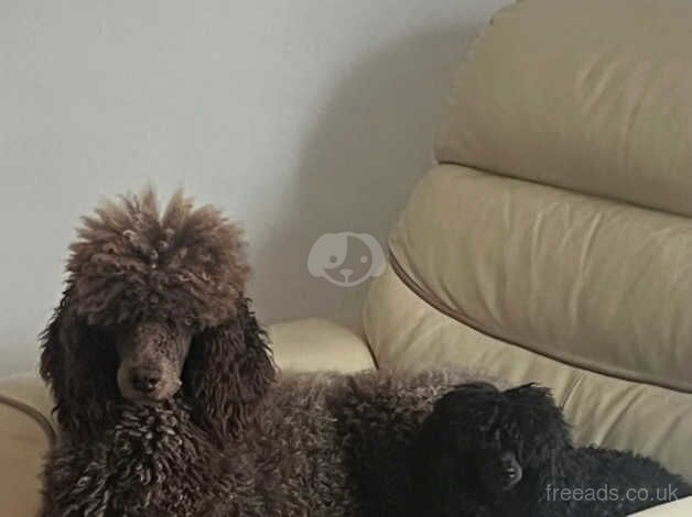 Kennel Club Registered Poodle Puppies For Sale