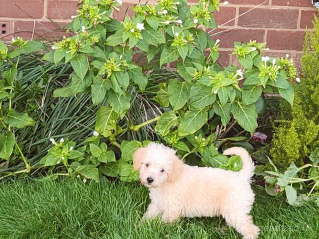 3/4 poodle 1/4 jack Russell for sale in Shrewsbury, Shropshire