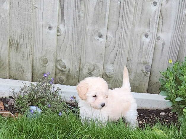 Poodles for sale in Shrewsbury, Shropshire