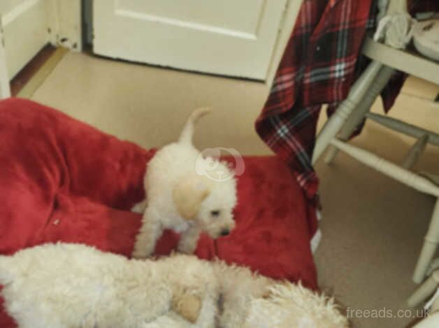 Poodle Puppies for sale in Shropshire