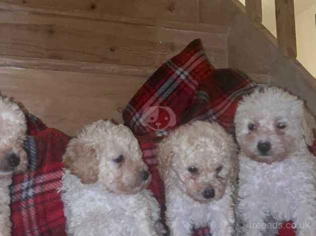 Poodle Puppies for sale