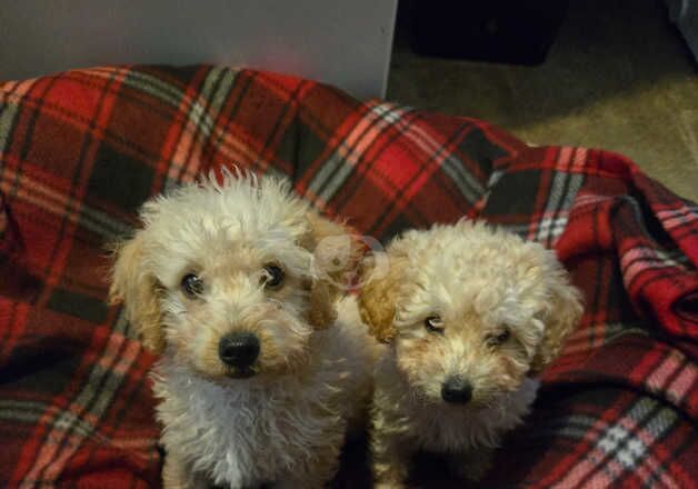 3/4 poodle 1/4 jack Russell for sale in Shrewsbury, Shropshire