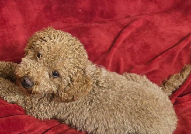 Poodles for sale in Shrewsbury, Shropshire