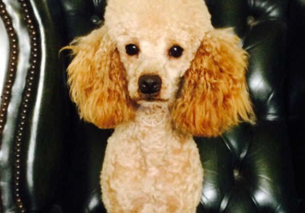 Poodle Puppies for sale in Shropshire