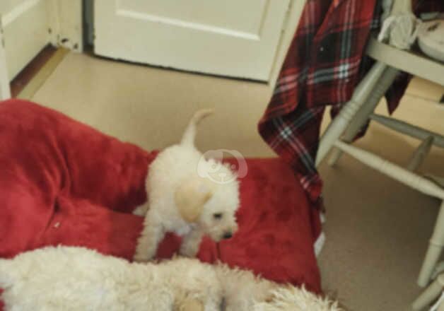 3/4 poodle 1/4 jack Russell for sale in Shrewsbury, Shropshire - Image 5