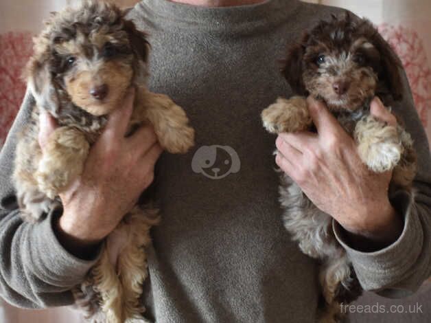 3/4 Toy & 1/4 Miniature Poodle Puppies - Ready Now for sale in Boston, Lincolnshire - Image 2