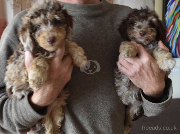 3/4 Toy & 1/4 Miniature Poodle Puppies - Ready Now for sale in Boston, Lincolnshire - Image 3