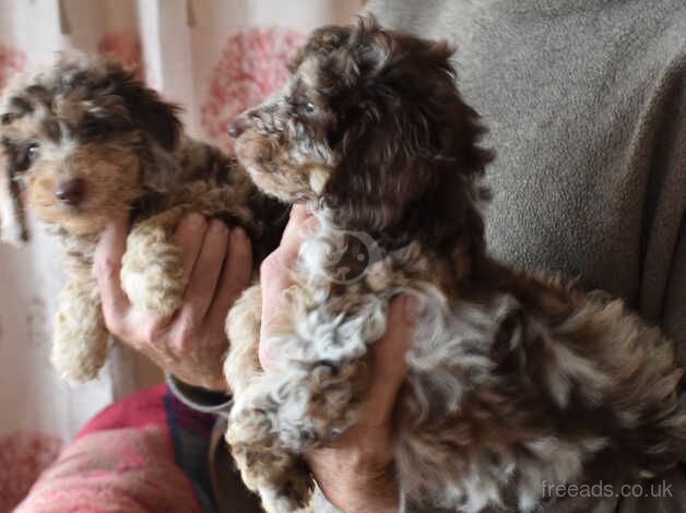 3/4 Toy & 1/4 Miniature Poodle Puppies - Ready Now for sale in Boston, Lincolnshire - Image 4