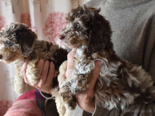 3/4 Toy & 1/4 Miniature Poodle Puppies - Ready Now for sale in Boston, Lincolnshire - Image 5