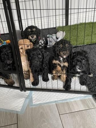 3 F1B Sproodle Puppies - Ready to Leave 27th May for sale in Chesterfield, Derbyshire