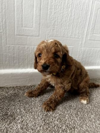 6 F1B COCKAPOOS PUPPIES READY TO LEAVE NOW for sale in Hereford, Herefordshire - Image 2