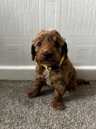 6 F1B COCKAPOOS PUPPIES READY TO LEAVE NOW for sale in Hereford, Herefordshire - Image 3