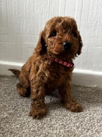 6 F1B COCKAPOOS PUPPIES READY TO LEAVE NOW for sale in Hereford, Herefordshire - Image 5