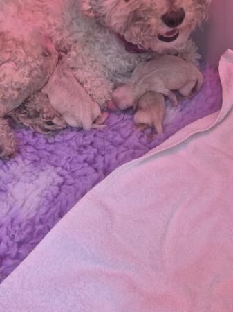 6 Poochon puppies 4 girls 2 boys for sale in Doncaster, South Yorkshire