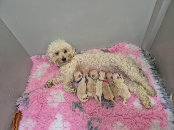 6 Poochon puppies 4 girls 2 boys for sale in Doncaster, South Yorkshire - Image 2