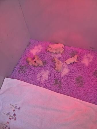 6 Poochon puppies 4 girls 2 boys for sale in Doncaster, South Yorkshire - Image 3