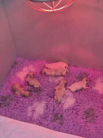 6 Poochon puppies 4 girls 2 boys for sale in Doncaster, South Yorkshire - Image 4