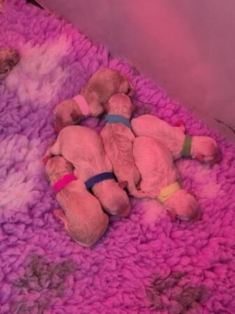 6 Poochon puppies 4 girls 2 boys for sale in Doncaster, South Yorkshire - Image 5