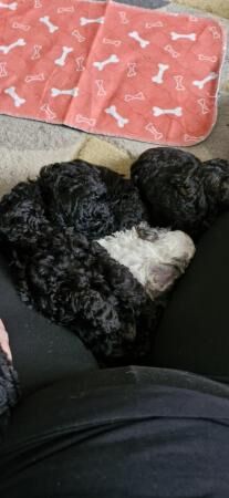 7 Beautiful Poochon Puppies - mixed litter for sale in Chatham, Kent - Image 1