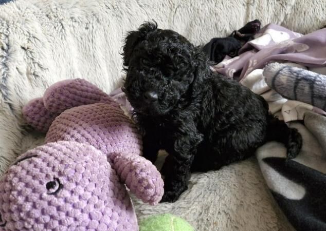 7 Beautiful Poochon Puppies - mixed litter for sale in Chatham, Kent - Image 2