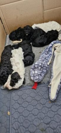7 Beautiful Poochon Puppies - mixed litter for sale in Chatham, Kent - Image 3