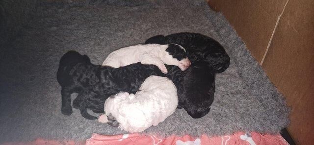 7 Beautiful Poochon Puppies - mixed litter for sale in Chatham, Kent - Image 4