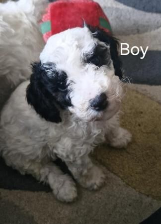 7 Beautiful Poochon Puppies - mixed litter for sale in Chatham, Kent - Image 5