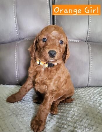 7 cockapoo's looking for their forever safe home for sale in Stoke-on-Trent, Staffordshire - Image 2