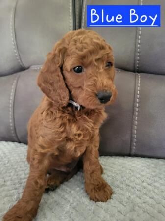 7 cockapoo's looking for their forever safe home for sale in Stoke-on-Trent, Staffordshire - Image 3