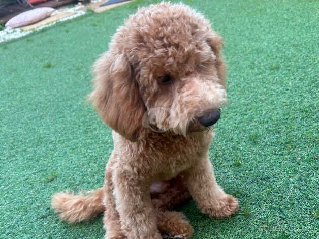 7 months old red male for sale in Manchester, Greater Manchester