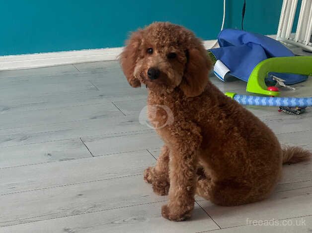 7 months old red male for sale in Manchester, Greater Manchester - Image 2