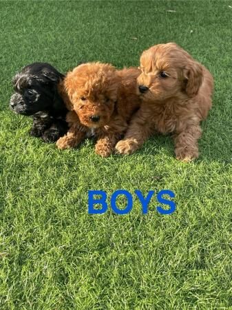 8 week old Cockapoo F1B puppies for sale in Slough, Berkshire - Image 2