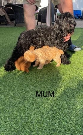 8 week old Cockapoo F1B puppies for sale in Slough, Berkshire - Image 3