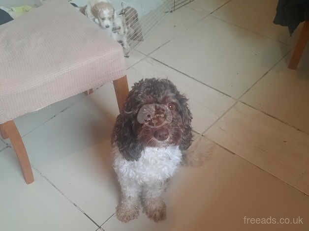 9 beautiful poodle puppies for sale in Bolton, East Lothian - Image 3