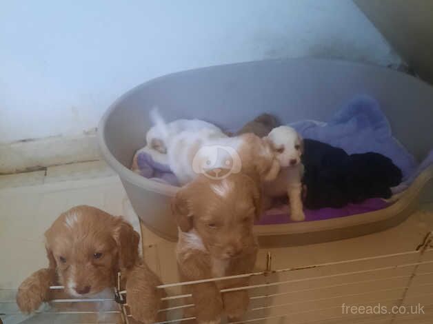 9 beautiful poodle puppies for sale in Bolton, East Lothian - Image 5