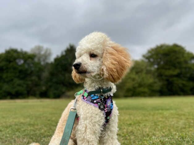 9 month old mini poodle for sale in Bromley, Bromley, Greater London